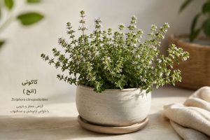 گیاه دارویی آنخ